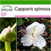 SAFLAX - Cappero - 25 semi - Con substrato - Capparis spinosa