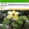 SAFLAX - Albero di orchidea gialla - 30 semi - Con substrato - Bauhinia tomentosa