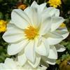 Generic NUOVO! 15+ bianco puro SEMI dalia (MIGNON):Seeds