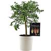 SUN TOUCH Pianta di Finger Lime/Caviale di Limone - Citrus australasica - H50-60cm - vaso ø18 (Bianco)