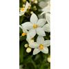 VIVAIO GARDEN FOREST Solanum Jasminoides Pianta Rampicante Ornamentale in Vaso 14 cm, Pianta Fiorita da Giardino e Terrazzo, Solanum da Pergola e Balcone
