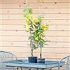 Vivaio di Castelletto Mimosa Acacia Dealbata Pianta in Vaso Ø18 h. 160/180 cm Vivaio di Castelletto