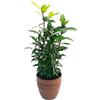 POWERS TO FLOWERS - ALLORO XL ALTEZZA 50CM IN VASO CERAMICA MOKKA, pianta vera