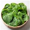 Generic semi di perilla, esotiche Perilla frutescens, Semi di perenni da balcone Le da giardino sono del 50pcs