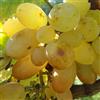 le Georgiche Vivai le Georgiche - Pianta vera di Uva da tavola bianca Regina Vitis vinifera 'Regina' - vaso Ø 15 cm - altezza alla vendita 120-140 cm
