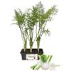 P. Piantine da Orto| Finocchio, Pianta da Orto o Balcone Pronta al Trapianto, Kit da 9 Piantine, Pianta Vera da Esterno, Vivaio Italiano