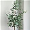 Generic acquistare semi di eucalipto bonsai alberi piante, decorazione soggiorno albero di eucalipto Semi alberi, bonsai da interno mini giardino, vero piante resistenti in vaso, fiori 25pcs