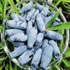 Generic Mirtillo siberiano da da colonnari sostenibili rari colonnari rialzata arbusti a crescita Semi di 60semi