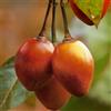 Generic semi di tomatillo, semi di pomodoro, colonnari acquistare giardino nani esotiche fresca 100pcs