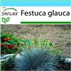 SAFLAX - Confezione regalo - Festuca azzurra - 50 semi - Festuca glauca