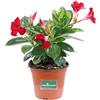 eGarden.store pianta di Dipladenia pianta da fiore di dipladenia da balcone pianta da fiore vera pianta in vaso di dipladenia venduta da eGarden.store (Rosso)