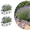Generico My Green Help - Set 12× Lavandula angustifolia (Lavanda vera) - Ø7 cm, H15 cm - Piantine sempreverdi aromatiche profumate ideali per bordure e vasi, fioritura primavera-estate.