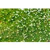 Generic Muschio irlandese 'Pearlwort' (Sagina Sabulata) - 200 Semi