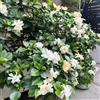 Generic semi di Gardenie 6pcs