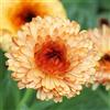 Generic semi di calendula - selvatiche giardino raro giardino roccioso aromatiche letto rialzato resistenti aromatiche, la cucina 500pcs