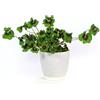 Generic semi di foglie di trifoglio trifoglio fortunato, Fiori resistenti perenni, davanzale serra giardino interno, giardino fiorito Semi di fiori di prato, tappezzanti, perenni 100pcs