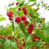 Generic semi di spinaci alla fragola, esotico raro semi di biologici invernali Perenni resistenti sostenibili aromatiche da giardino per gli 100pcs