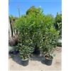 Vivaio Garden Forest 30 Piante Lauroceraso (Prunus Laurocerasus) H 180-200 cm - Piante per Siepe Sempreverde, Lauro da Giardino