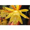 Generico Vivaio Garden Forest Epiphyllum Lingua di Suocera Fiore Giallo Gigante Vaso 14 cm - Cactus Epifita Ornamentale