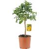 KENTIS - Citrus Mano di Buddha - Piante di Agrumi Vere - Alberi da Frutto da Giardino - Piante da Frutta da Esterno - H 70-80 cm Vaso Ø 20 cm