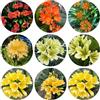 Generic Clivia - ufficio interni esotici giardino semi giardino selvatici semi selvatici resistenti balcone serra 150pcs