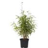 Plant in a Box - Cespugli di bambù - Fargesia nitida 'Gansu' - Altezza 60-80cm - Vaso 17cm - Bambù non invasivo - Verde