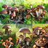Generic 50 pezzi Semi decorativi di funghi porcini - resistenti per giardino, resistenti all'inverno per balconi, balcone con letto elevato semi di tetto verde