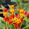 Generic Semi di Asclepias - semi di come bomboniera da balcone farfalle resistenti per giardini rocciosi estivi resistenti raro 200pcs