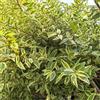 Generic semi di ligustro, giardino resistenti perenni siepe di ligustro resistenti per il giardino all'esterno sempreverdi 500pcs