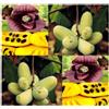 Generic Semi di albero di papaia Pawpaw Papaia freschi selezionati Asimina Triloba Insectifugo