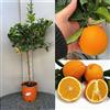 SAVINI VIVAI L'ARTE DI FARE NATURA SAVINI VIVAI Pianta di Arancio Albero di Agrumi Arancio Dolce a Polpa Gialla Washington Navel in Vaso da 24 cm Altezza 90-110 cm 3-4 Anni di innesto Made Italy