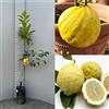 SAVINI VIVAI L'ARTE DI FARE NATURA SAVINI VIVAI Pianta di Limone Albero Agrumi Limone Pane o in Fitocella Altezza 100-120 cm di 1 anno di Innesto Made Italy