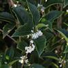le Georgiche Vivai le Georgiche - Pianta vera di Osmanthus aquifolium - vaso Ø 24 cm