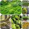 Generic semi di muschio - regali per giardinieri Muschio di Bryophyta, vecchie varietà semi giardino giardino miscela giunti 700pcs