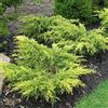Vivaio di Castelletto Ginepro tappezzante Juniperus x pfitzeriana Old Gold pianta in vaso bio ø 8 cm Vivaio di Castelletto