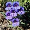 Generic Penstemon- vistosi Blu- 100 halb