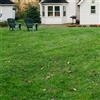 Generic semi di prato, biologici Semi di Zoysia, per luoghi soleggiati semi di autunnale resistenti 8000pcs