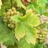 le Georgiche Vivai le Georgiche - Pianta vera di Uva da tavola bianca Perla di Csaba Vitis vinifera 'Perla di Csaba' Julski Muscat, Cvabski Biser - vaso Ø 18 cm - altezza alla vendita 120-140 cm