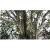 Seeds & Plants Shop by Ipsa Pezzi - 10x Caesalpinia Ferrea Leopardenbaum Giardino Piante - Seme ID1151 - Seeds & Plants Shop by Ipsa