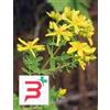 HERBOPLANET SRL TSA HIPERICUM PERFORATUM 50 ML