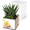 Albalù Bomboniera Cresima con Piantina Grassa 6x6 cm - Personalizzabile con Nome e Data - Vasetto Legno con Stampa Mitra Vescovo