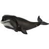 Collecta Balena boreale