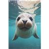 PAZZK Puzzle Da 1000 Pezzi Seal Per Adulti Puzzles In Legno Giochi Educativi Di Decorazione Della Casa 78×53cm