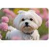 WZYWHJ Zerbino antiscivolo, 40,6 x 61 cm, facile da pulire, adatto per porta d'ingresso, soggiorno, bagno, bella stampa con cane maltese