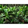 murando - Carta da parati Natura 450x315 cm Fotomurali in TNT Murale alla moda Decorazione da Muro XXL Poster Gigante Design Cameretta Carta per Pareti Botanica Impianti Giungla Foglie b-B-0594-a-a