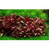 Tropica Alternanthera reineckii 'Mini' 1 - 2 Grow! - Piante d'acquario
