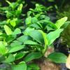 Aqua Plants 3 x Anubias Anubias, Mix, Diversi Tipi per Acquario