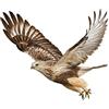 Asudaro Adesivo Aquila per Auto, 2 pcs Adesivo Aquila Volante 3d Aquila Animale Adesivo per Auto Adesivi per Auto Adesivi per Ali D'Aquila Adesivi per Emblema per Auto Adesivo per Carrozzeria Auto