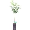 eGarden.store pianta di pompelmo albero di pompelmo pianta di agrume varietà pompelmo età 2 anni pianta vera venduta da eGarden.store (rosa)