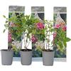 Plant in a Box - Ortensia hydrangea Paniculata 'Pink Lady'- Ortensia Plume - Set di 3 - Perfetta per il giardino! - Vaso 9cm - Altezza 25-40cm